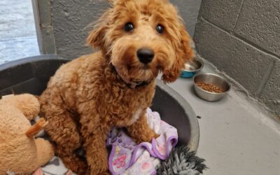 How Dogs Can Enjoy Their Time in Kennels and Why Boarding Can Be a Positive Experience